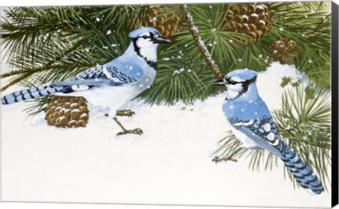 Framed Bluejays Print