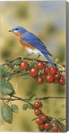 Framed Bluebird Print