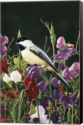 Framed Sweet Peas And Chickadee Print
