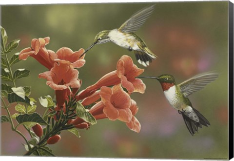 Framed Hummingbirds and Trumpet Flowers Print