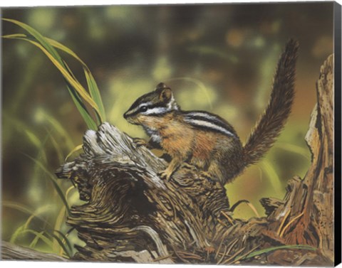 Framed Chipmunk Print