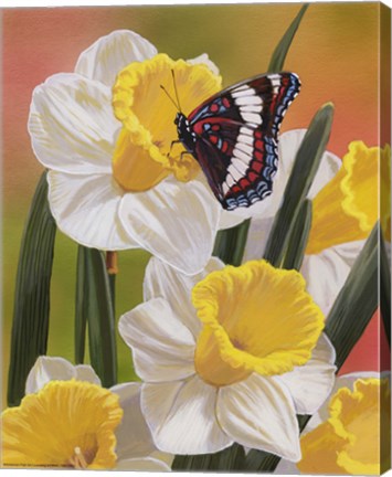 Framed Daffodils &amp; Butterfly Print
