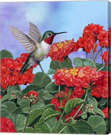 Framed Hummingbird And Flower 2 Print