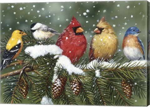 Framed Backyard Birds On Snowy Branch Print