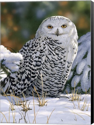 Framed Snowy Owl Print