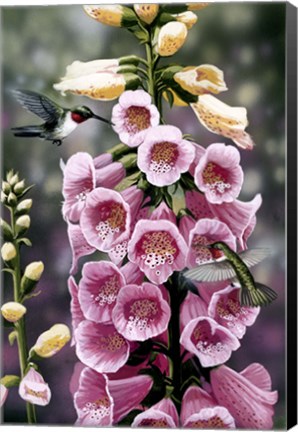 Framed Hummingbirds - Foxgloves Print