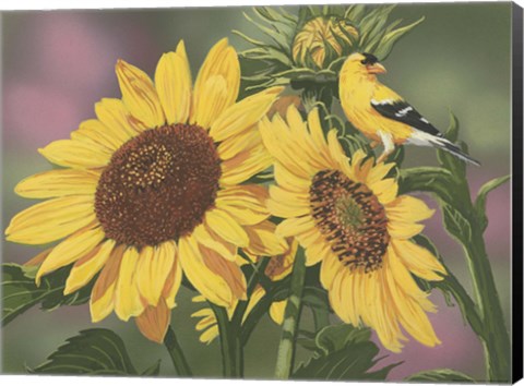 Framed Goldfinch And Sunflowers Print