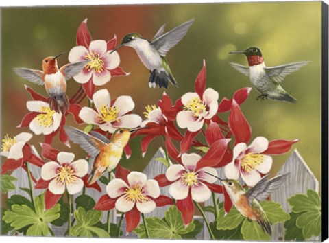 Framed Hummingbird Feeding Frenzy Print
