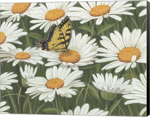 Framed Daisies And Butterfly Print