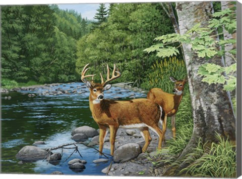 Framed Streamside - White Tail Deer Print