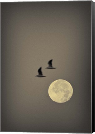 Framed Two Gulls Print