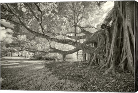 Framed Terraphilia Print