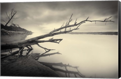 Framed Cambium I Print