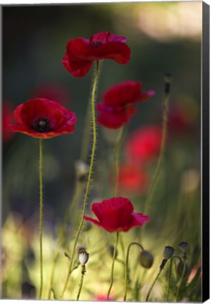 Framed Morpheus Ascending Print