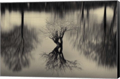 Framed Rhizomes Print