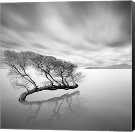 Framed Water Tree VII Print