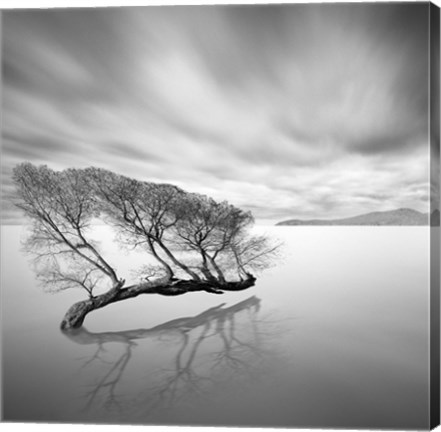 Framed Water Tree VII Print