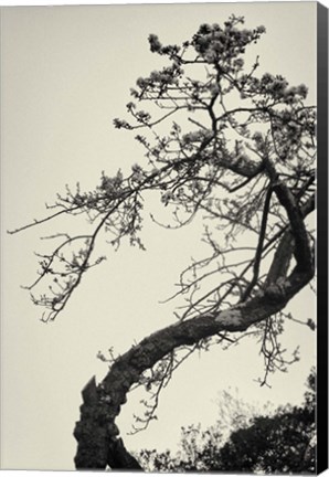 Framed Winter Plum Print