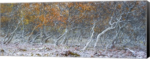 Framed Tired Trees 1 Print