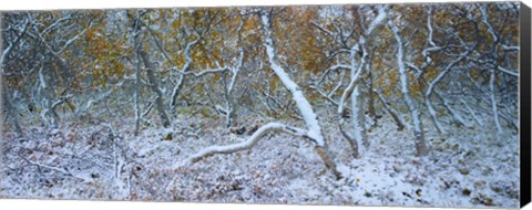 Framed Tired Trees 3 Print