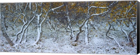 Framed Tired Trees 4 Print