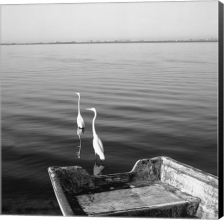 Framed 2 Herons Leaving Print