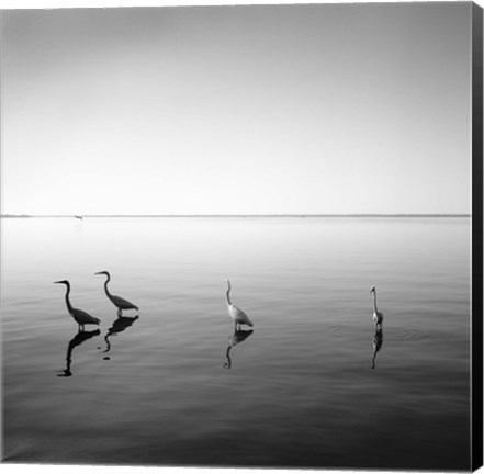 Framed 4 Herons - square Print