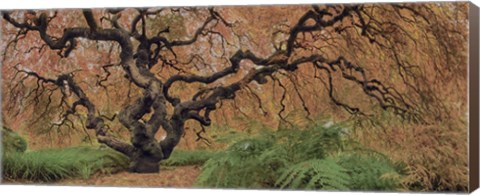 Framed Old Maple Color Print