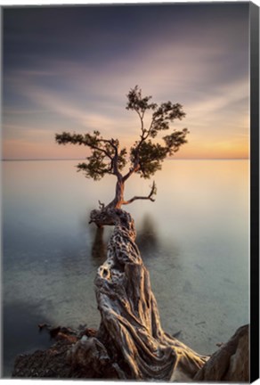 Framed Water Tree III Print