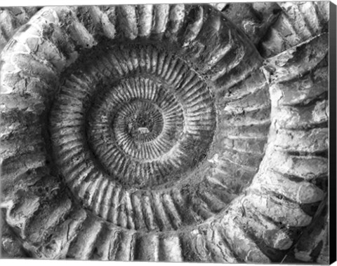 Framed Amonita 2 Print