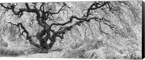 Framed Old Maple Print