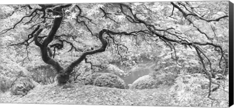 Framed Tree Final B&amp;W Print