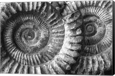 Framed Amonita 3 Print