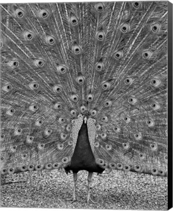 Framed Myth of Argus Print