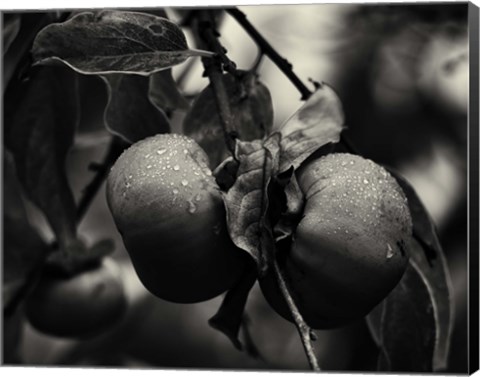 Framed Three Persimmons in the Rain Print