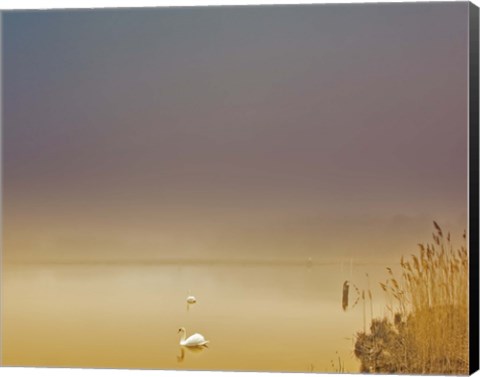 Framed Fog of Peace Print