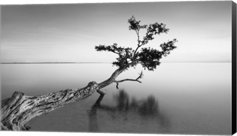 Framed Water Tree IX Print
