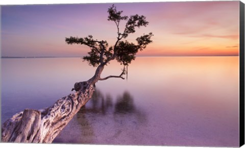 Framed Water Tree XI Print