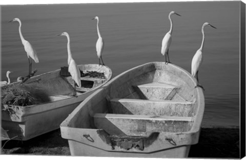 Framed Garzas-7 Print