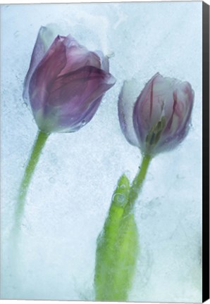 Framed Flowers on Ice-1-2 Print