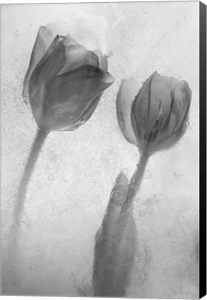 Framed Flowers on Ice-1 Print