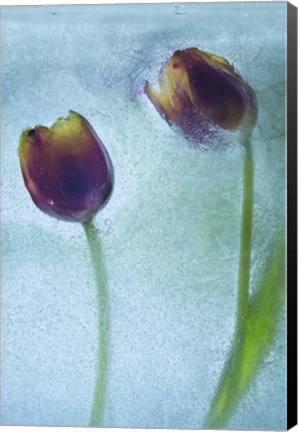 Framed Flowers on Ice-11 Print