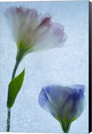 Framed Flowers on Ice-12 Print