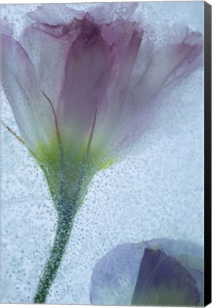 Framed Flowers on Ice-13-2 Print