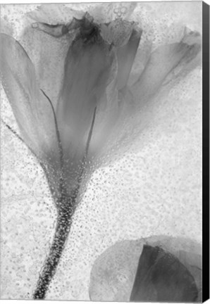 Framed Flowers on Ice-13 Print