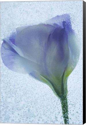 Framed Flowers on Ice-14 Print