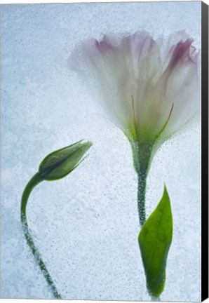 Framed Flowers on Ice-15 Print