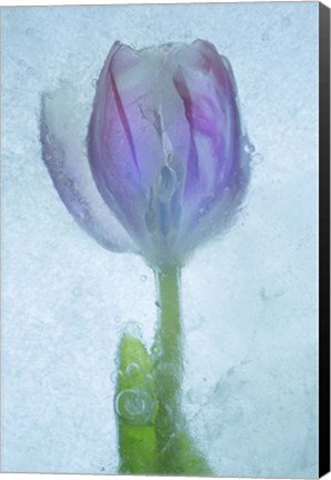 Framed Flowers on Ice-3 Print
