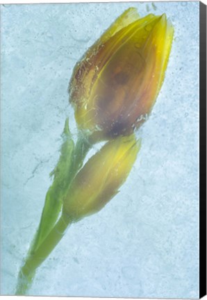 Framed Flowers on Ice-4 Print