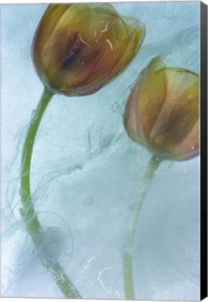 Framed Flowers on Ice-5 Print